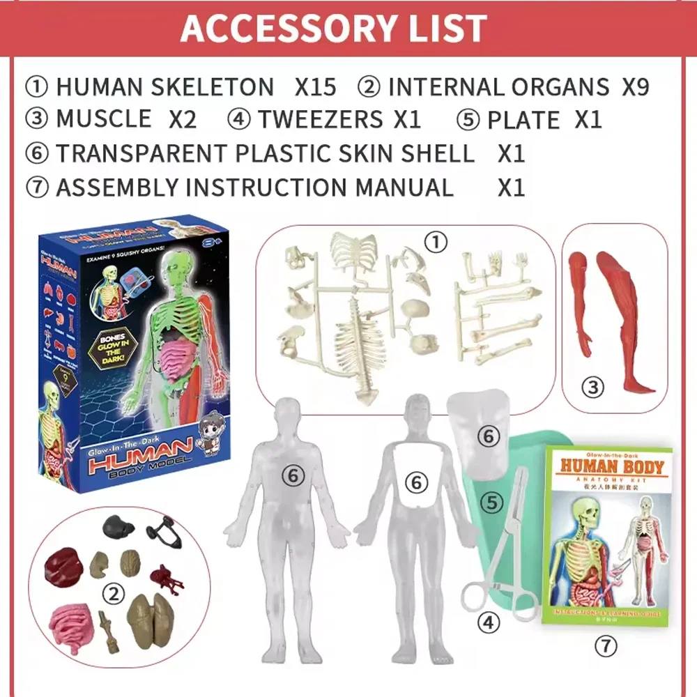 Menselijk skelet orgel anatomi - Model Kit Fantasy recensie en prijs